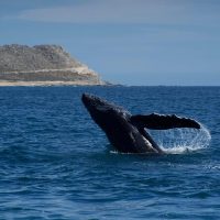 Dolphin & Whale Watching