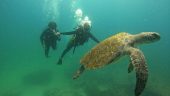 Great company and great dives