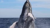 Amazing whales